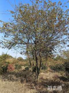50公分丛生朴树
