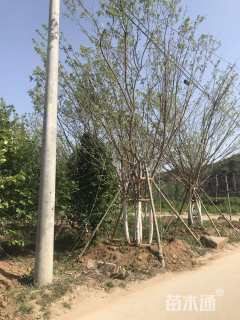 高度800厘米丛生元宝枫