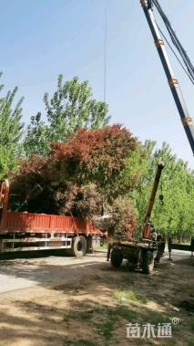 10公分日本红枫