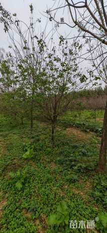 高度350厘米金银木