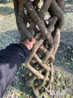 高度458厘米桂花柱子