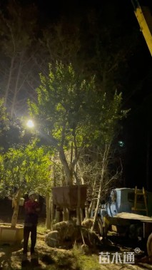 高度300厘米石榴