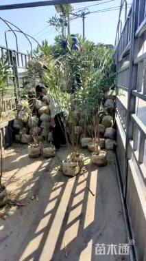 高度30厘米夹竹桃