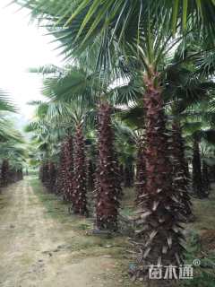 裸干高600厘米华盛顿棕榈