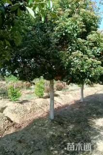 25公分普贤象樱花