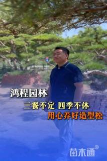 30公分造型黑松