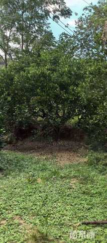 高度400厘米丛生胡柚