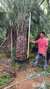 容器苗布迪椰子