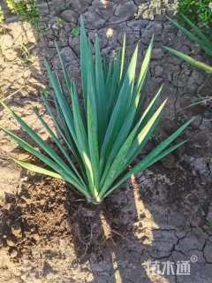 高度60厘米剑麻