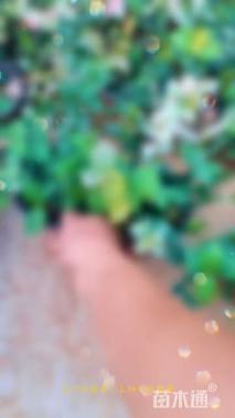 30厘米花叶络石