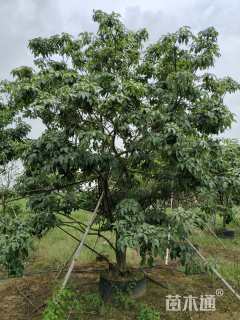 11公分紫花风铃木