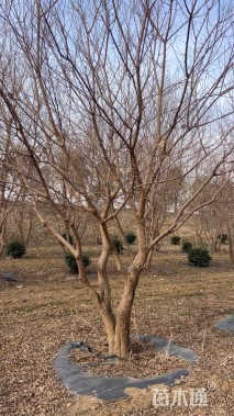 55公分(5杆)丛生乌桕