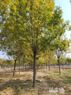 24公分速生白蜡