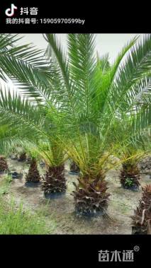 裸干高0.3厘米加拿利海枣