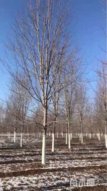 20公分美国红枫-秋火焰