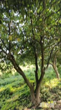 24公分丛生香泡