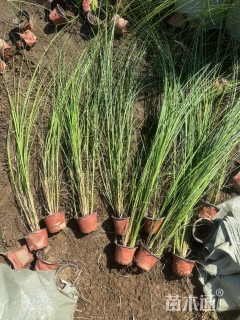 高度50厘米细叶芒