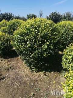 冠幅250厘米金叶女贞球