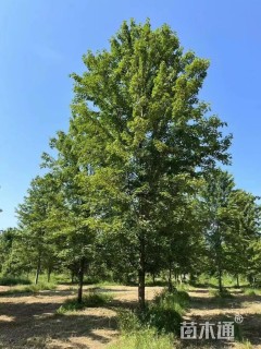 25公分美国红枫