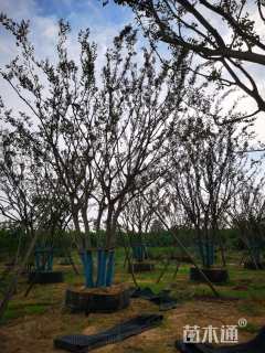 40公分(5杆)丛生朴树