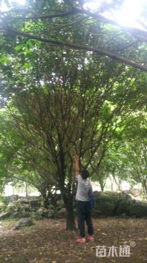 高度600厘米黄皮