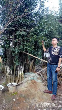 高度400厘米金弹子