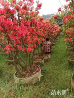 高度200厘米映山红