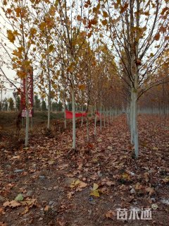 10公分老式白蜡