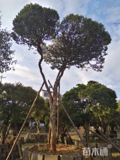 高度3厘米瓜子黄杨