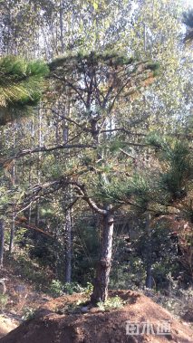 15公分造型油松