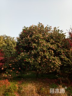 高度500厘米茶花
