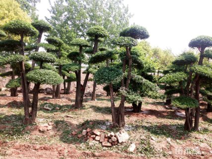 30公分对节白蜡