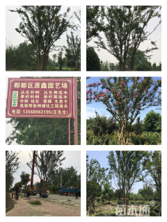 35公分丛生朴树