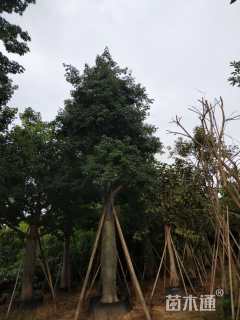 50公分大腹木棉