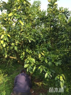 18公分柚子树
