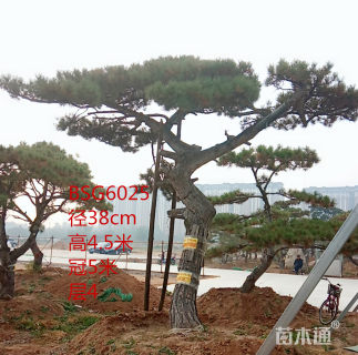 精品造型景观松