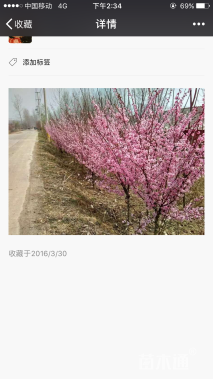 高度200厘米美人梅