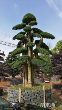 60公分造型小叶女贞