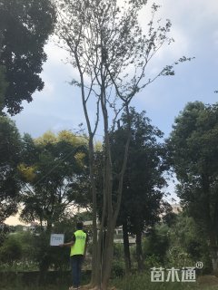 50公分丛生朴树