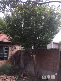 20公分日本晚樱