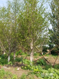 20公分二乔玉兰