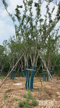 10公分丛生朴树