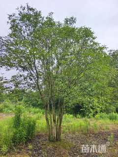 高度600厘米丛生大叶女贞