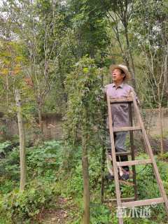 高度110厘米羽毛枫