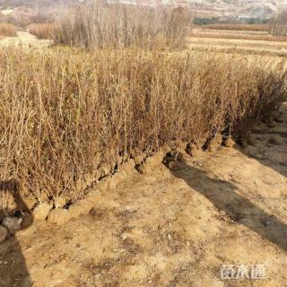 高度110厘米映山红