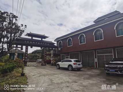 高度300厘米高山杜鹃