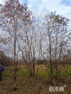 40公分(3杆)丛生乌桕