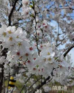 20公分染井吉野樱