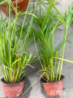 高度45厘米旱伞草