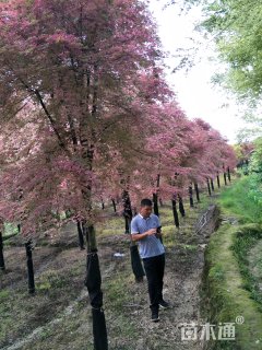 高度400厘米三季红红枫